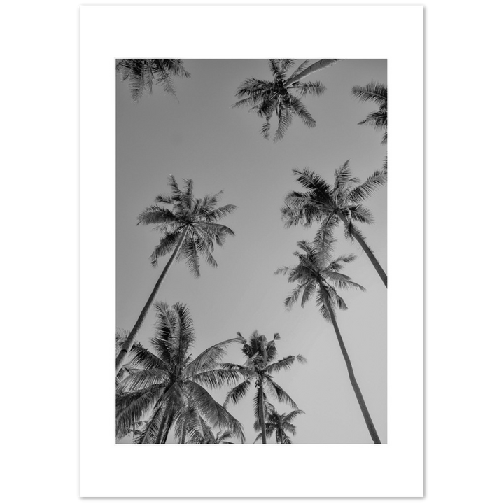 PALMAS GREY I