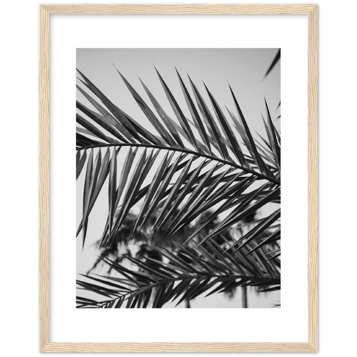 RAMAS PALM