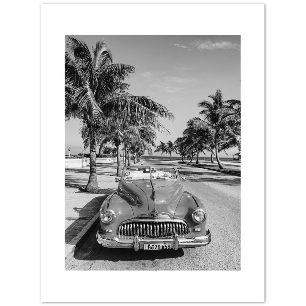 CARRO PALM