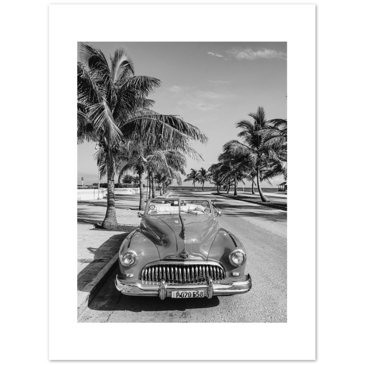CARRO PALM