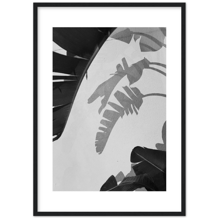 PALM SOMBRA