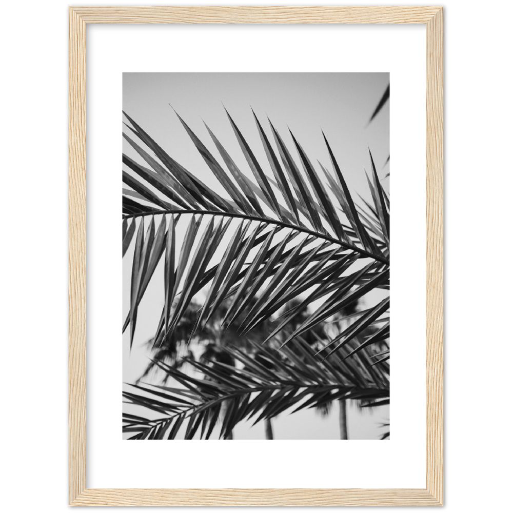 RAMAS PALM