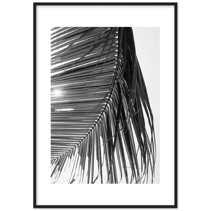 SUN PALMERA