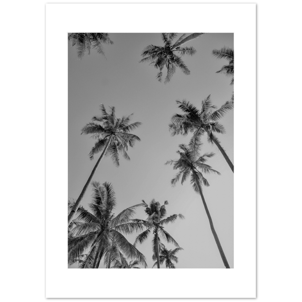 PALMAS GREY I