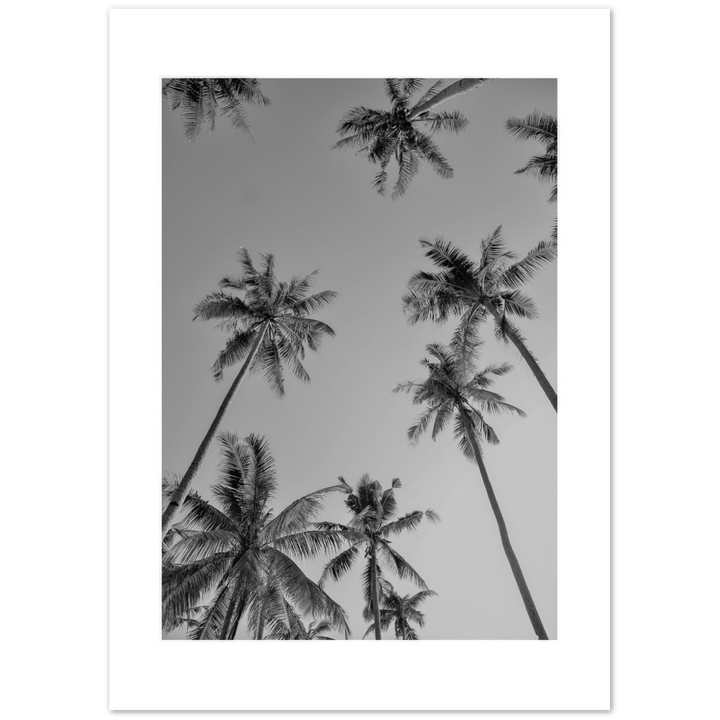 PALMAS GREY I
