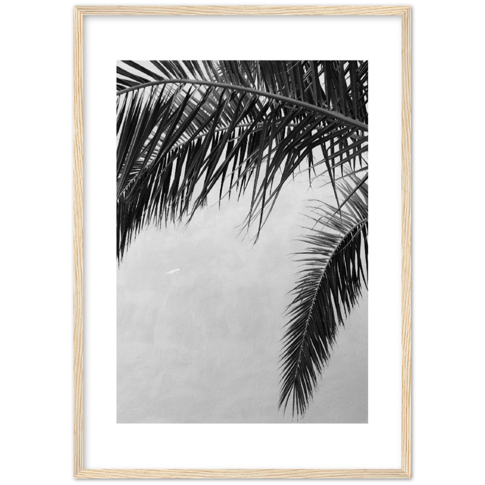 PALMAS II