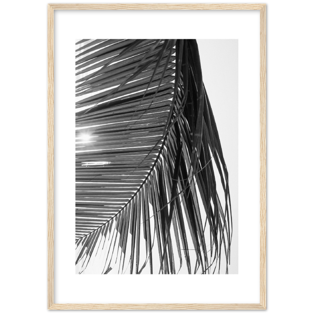 SUN PALMERA