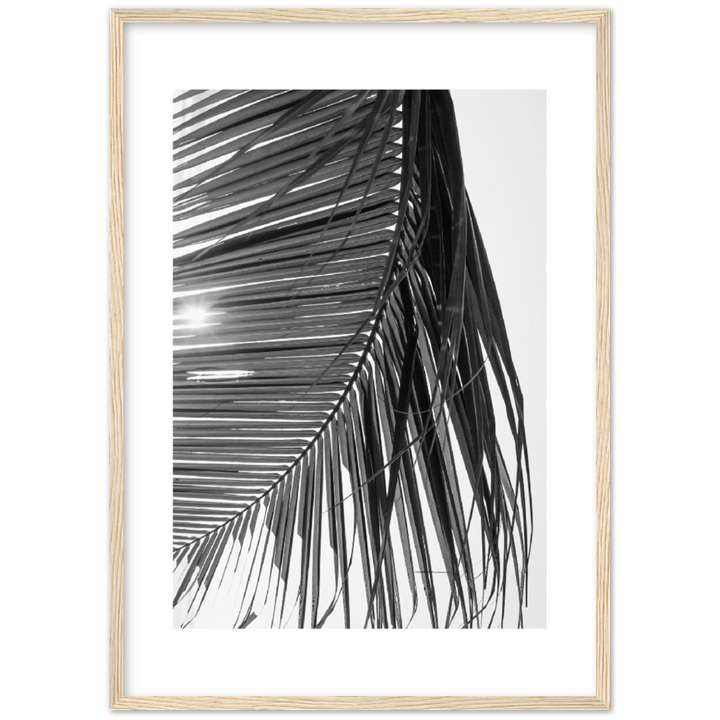 SUN PALMERA