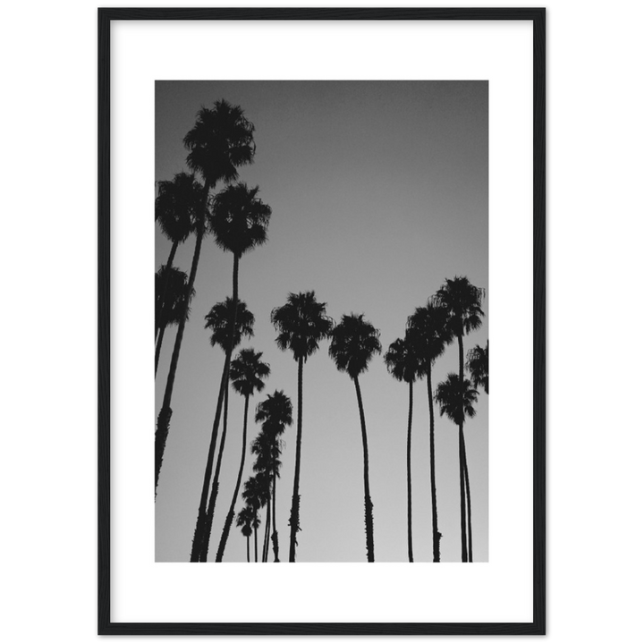 LARGE PALM