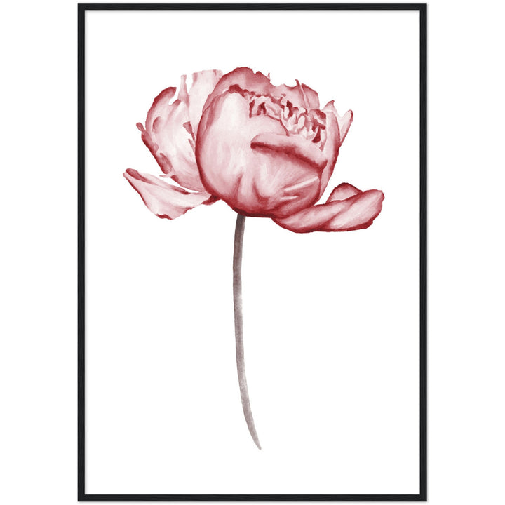 PEONIES I