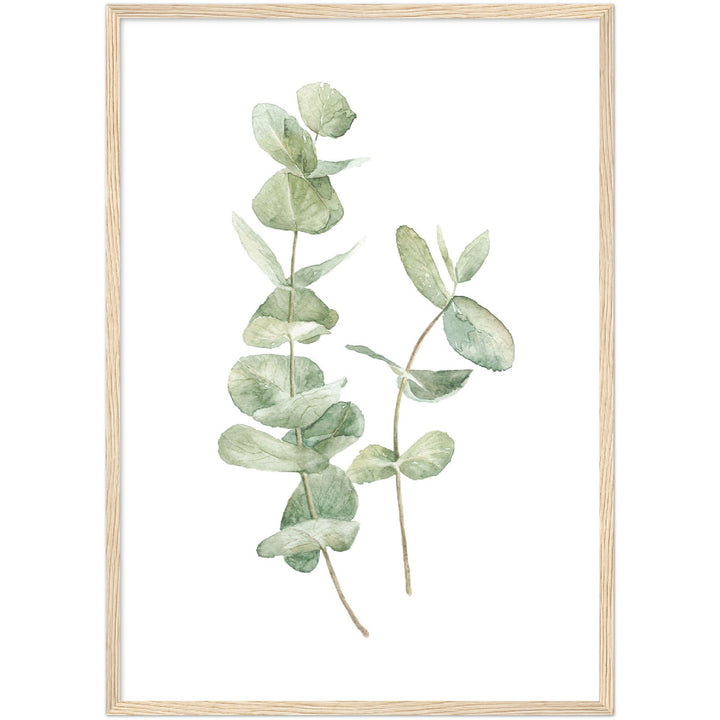 EUCALIPTUS I
