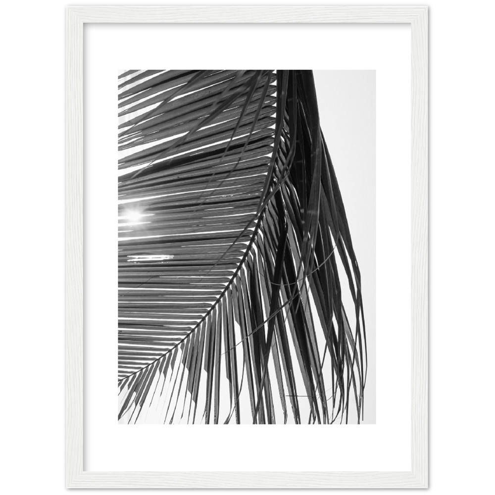SUN PALMERA