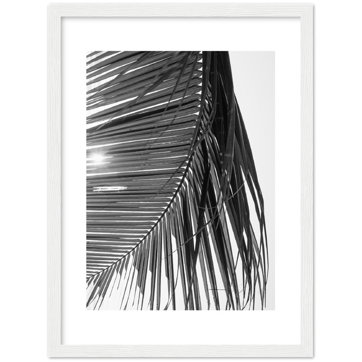 SUN PALMERA