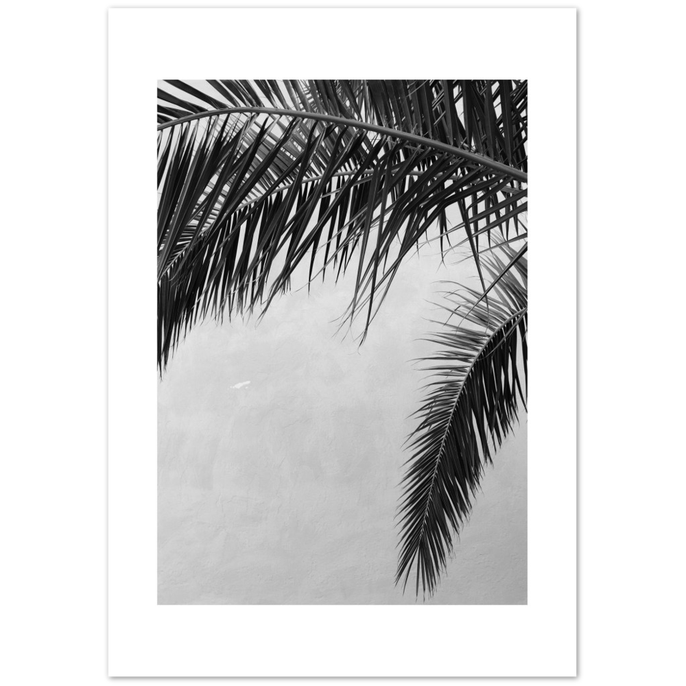 PALMAS II