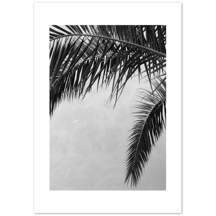 PALMAS II