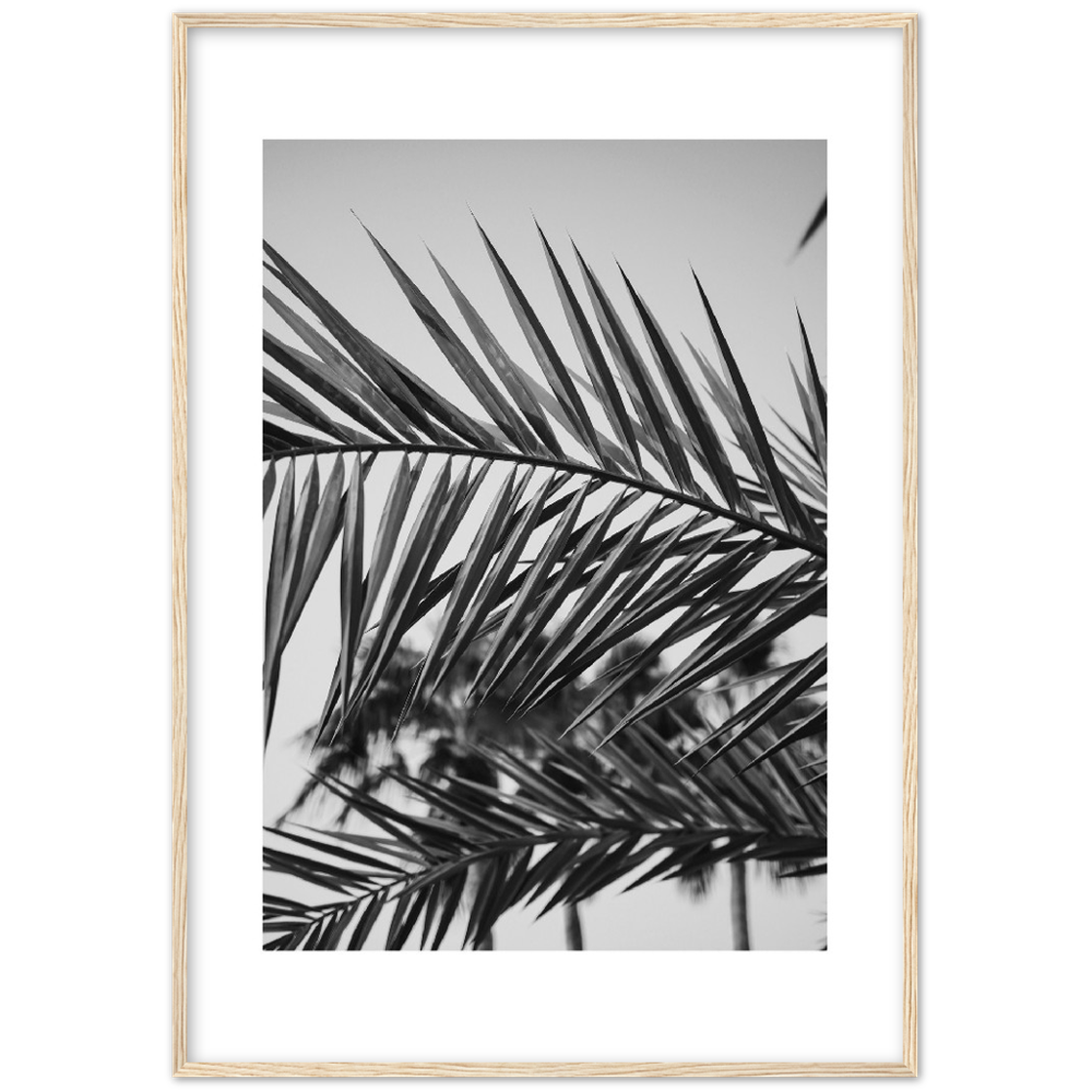 RAMAS PALM