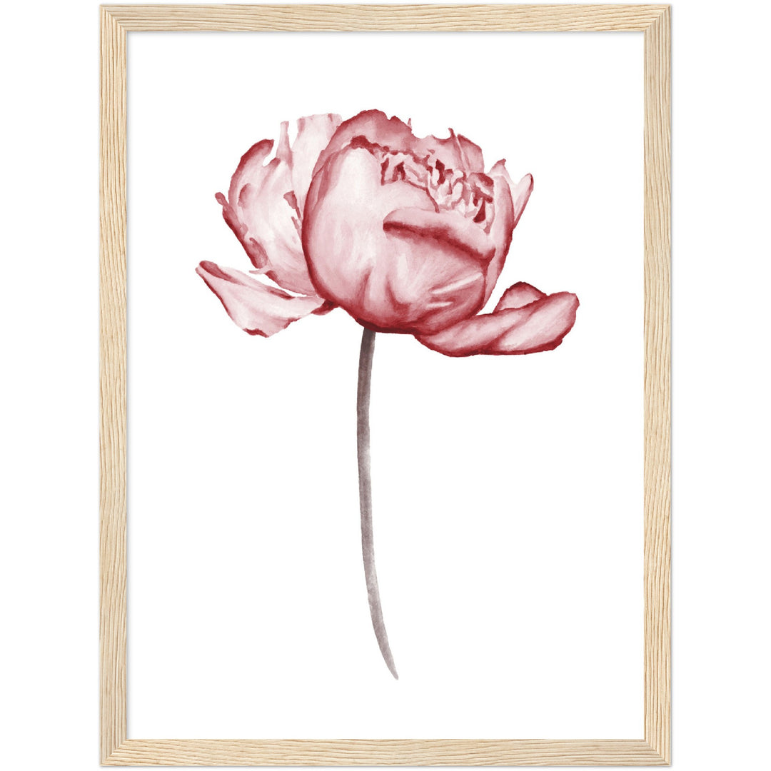 PEONIES I