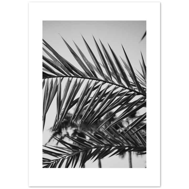 RAMAS PALM