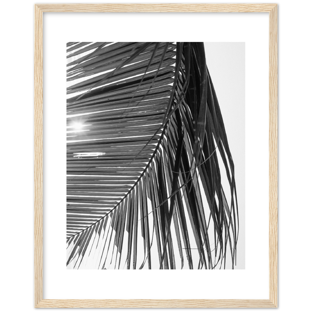 SUN PALMERA