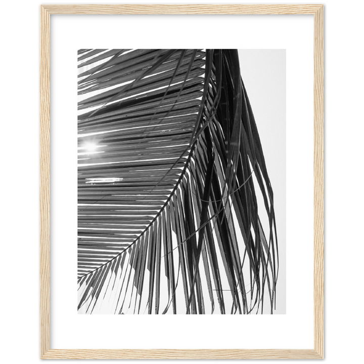 SUN PALMERA