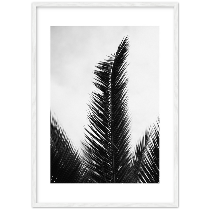 TRIPALM