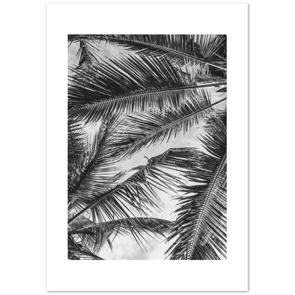 PALMA SHADOW
