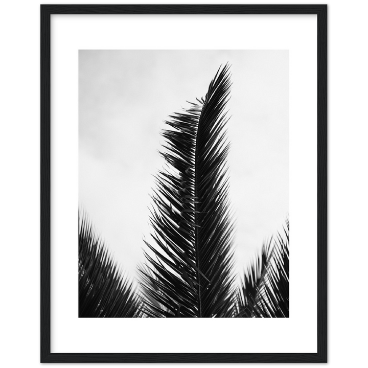 TRIPALM