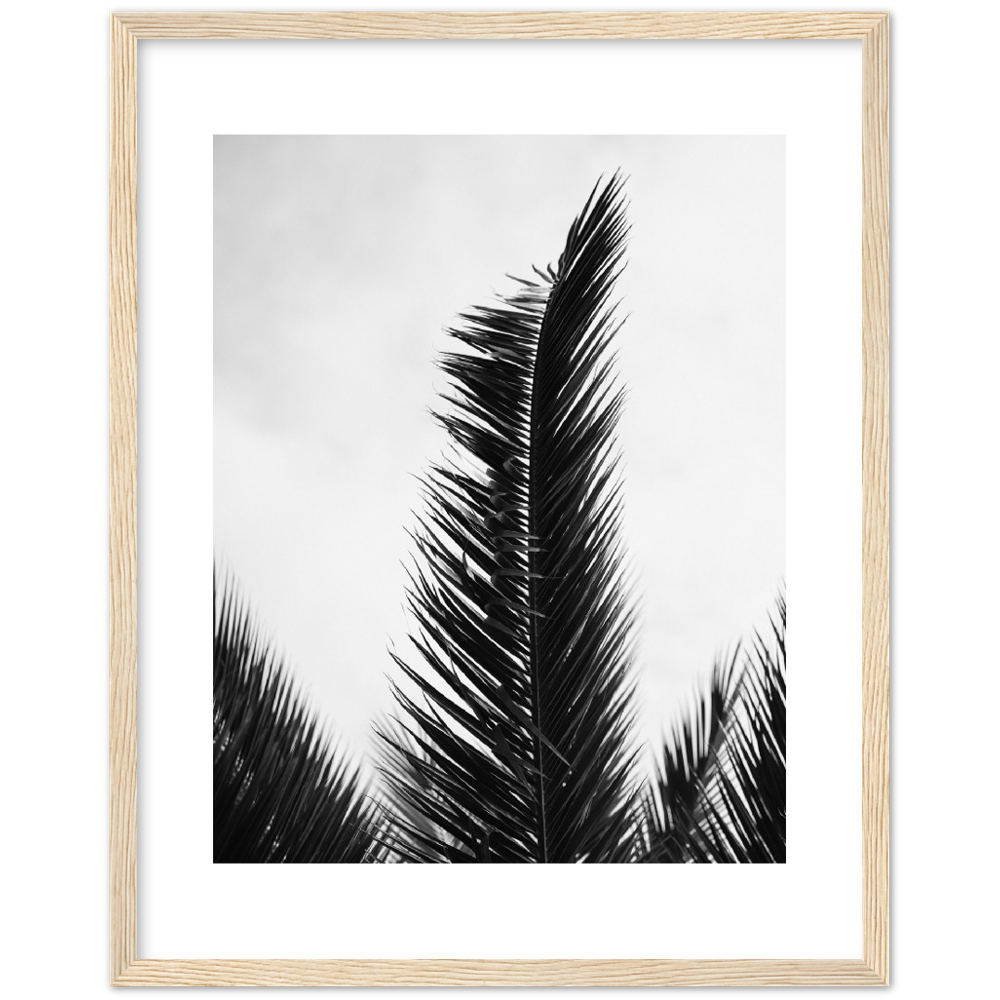 TRIPALM