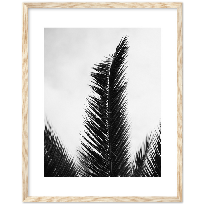 TRIPALM