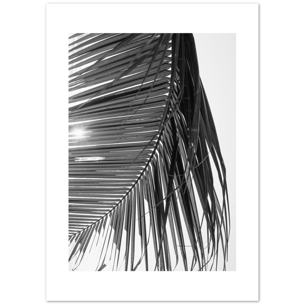SUN PALMERA