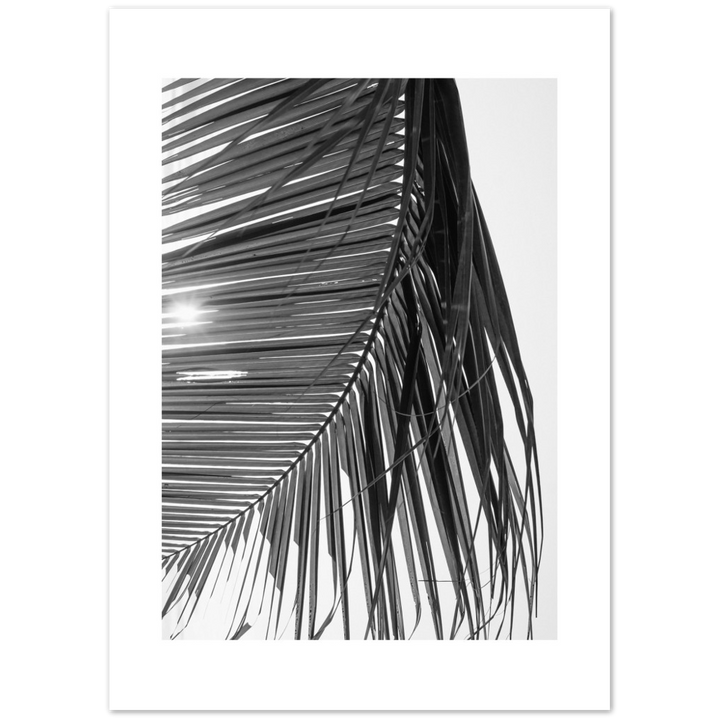 SUN PALMERA