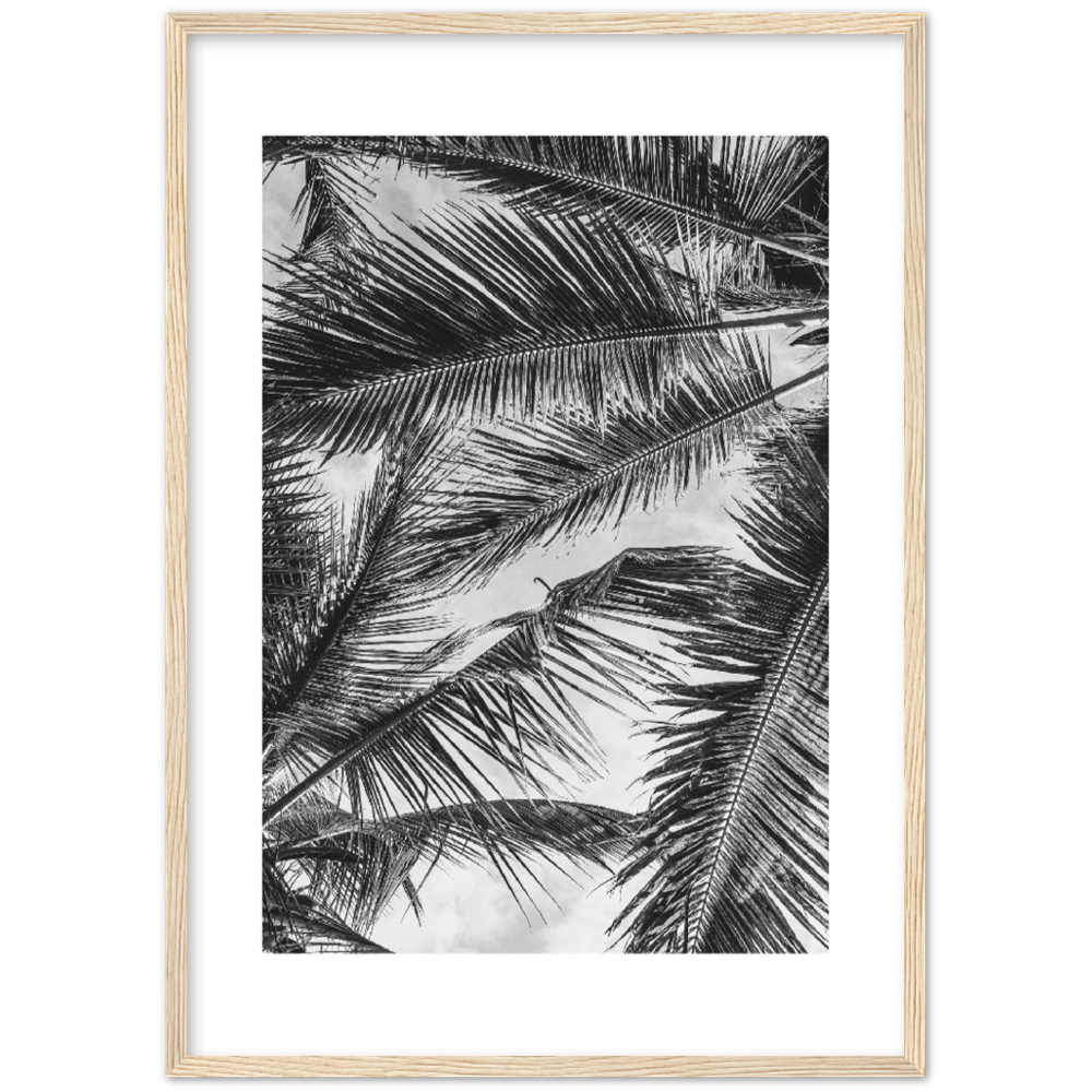 PALMA SHADOW