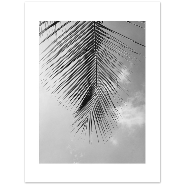PALM CLOUD