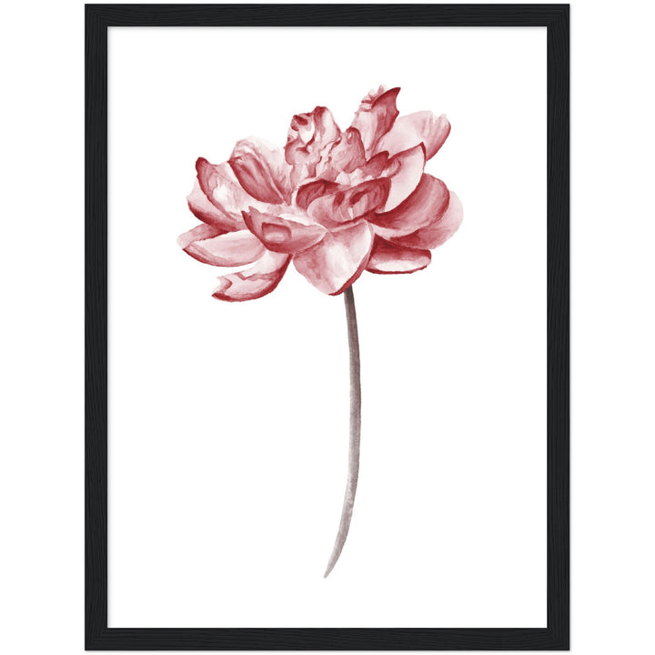 PEONIES III