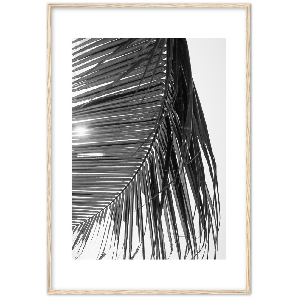 SUN PALMERA