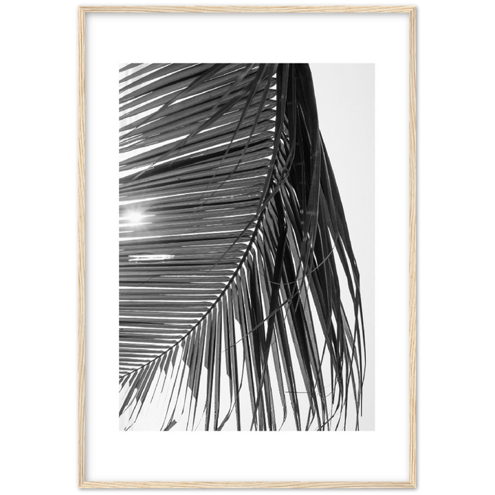 SUN PALMERA