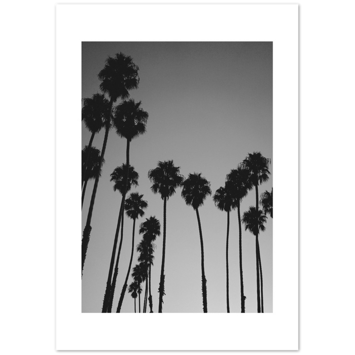 LARGE PALM