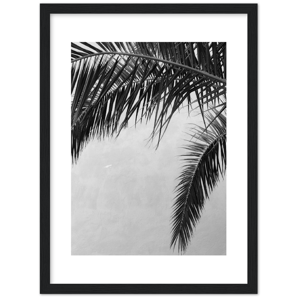 PALMAS II