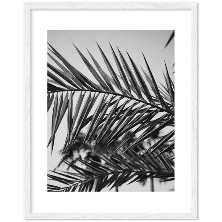 RAMAS PALM
