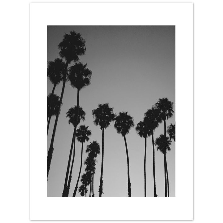 LARGE PALM