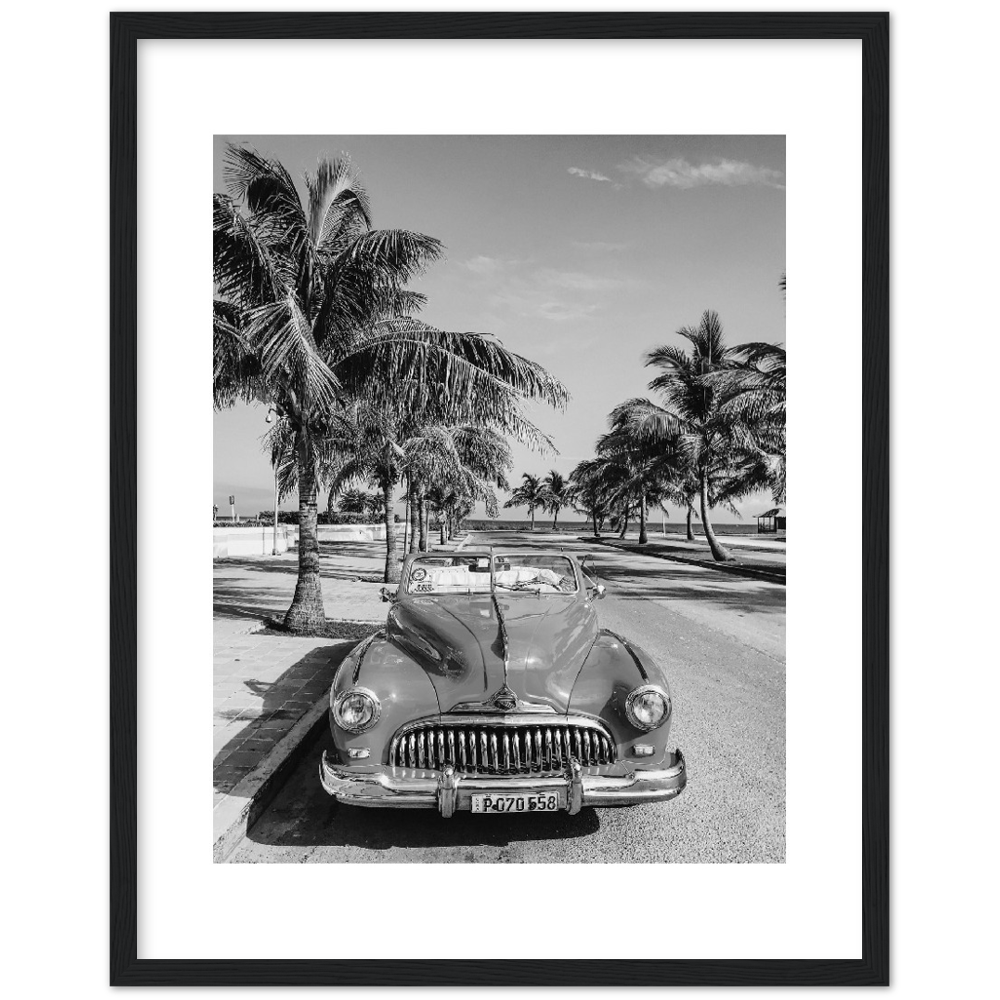 CARRO PALM