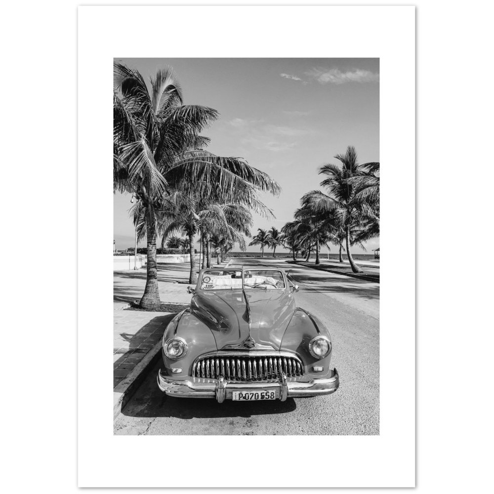 CARRO PALM