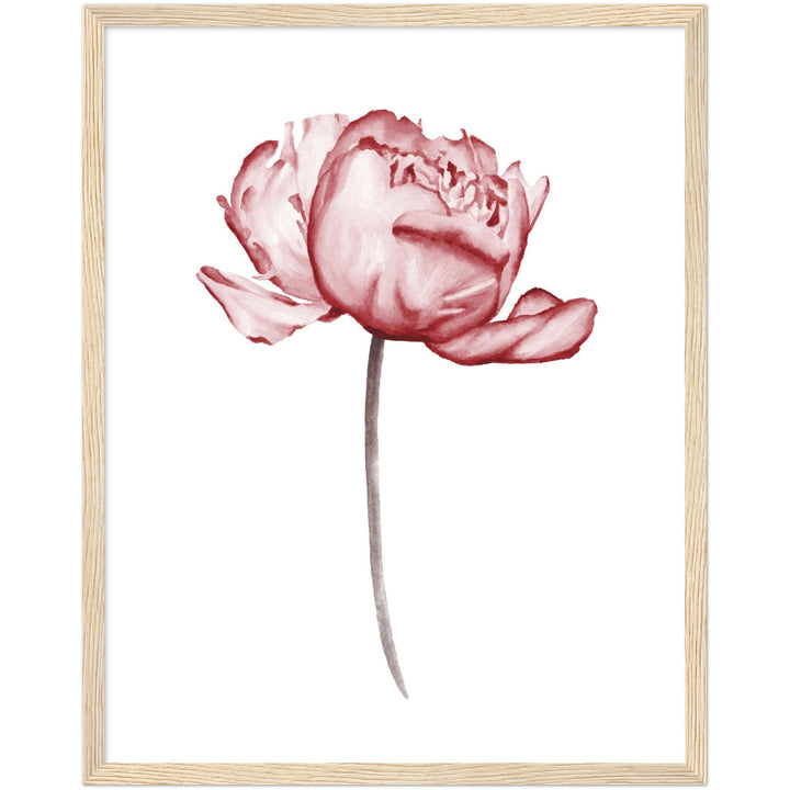 PEONIES I