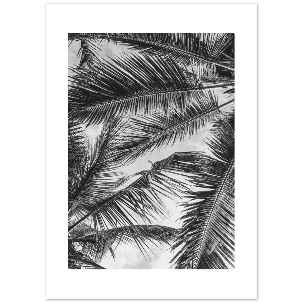 PALMA SHADOW