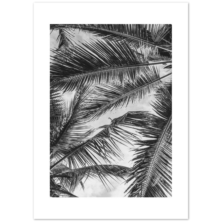 PALMA SHADOW