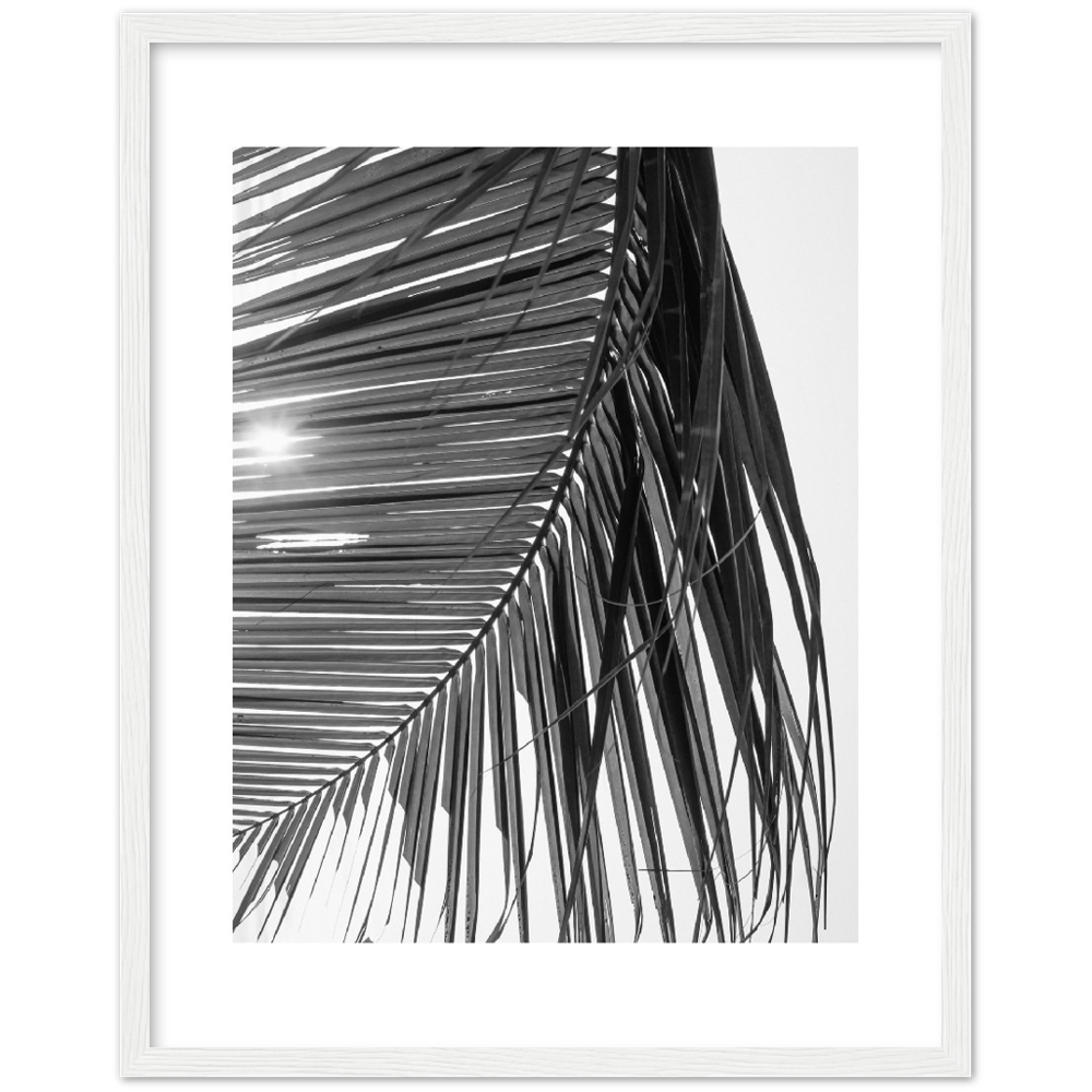 SUN PALMERA