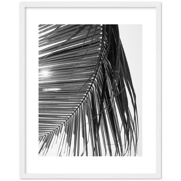 SUN PALMERA