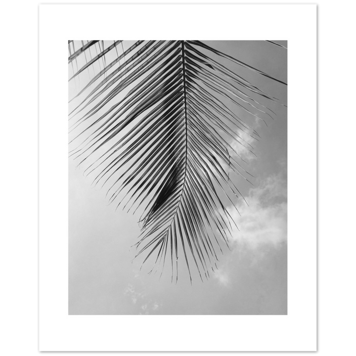 PALM CLOUD
