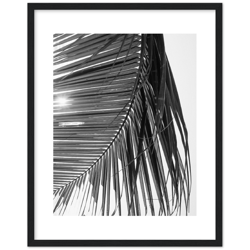 SUN PALMERA