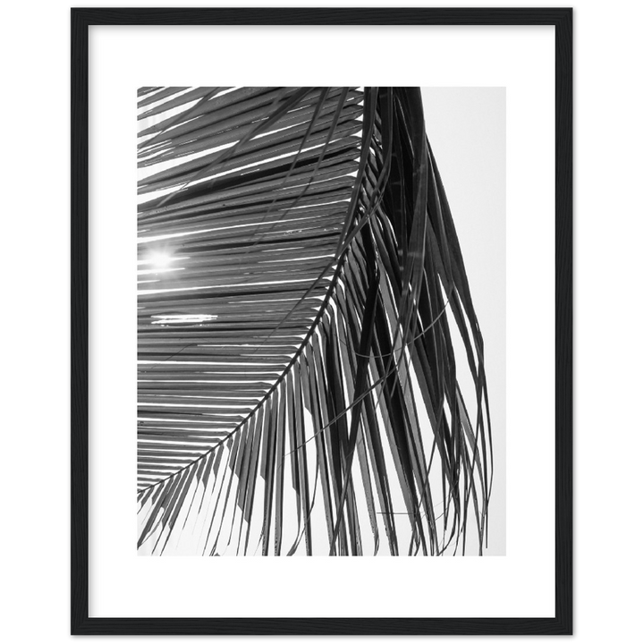 SUN PALMERA